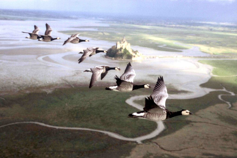 Le Peuple Migrateur